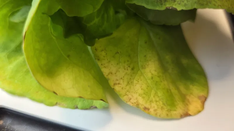 Gröna växtblad med gulnande partier, ett vanligt symptom i hydroponisk odling