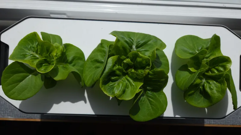 Hydroponiskt odlingssystem Harvy med färsk sallad - perfekt för nybörjare