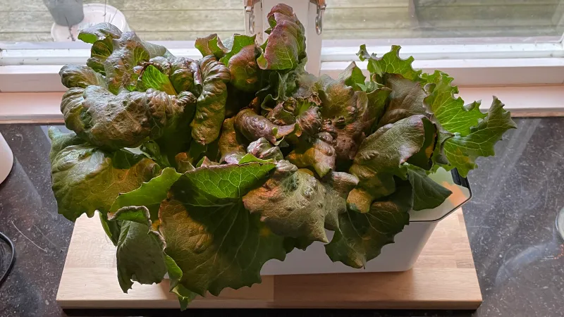 Sallad i en harvy hydroponisk odlingslåda på en fönsterbräda