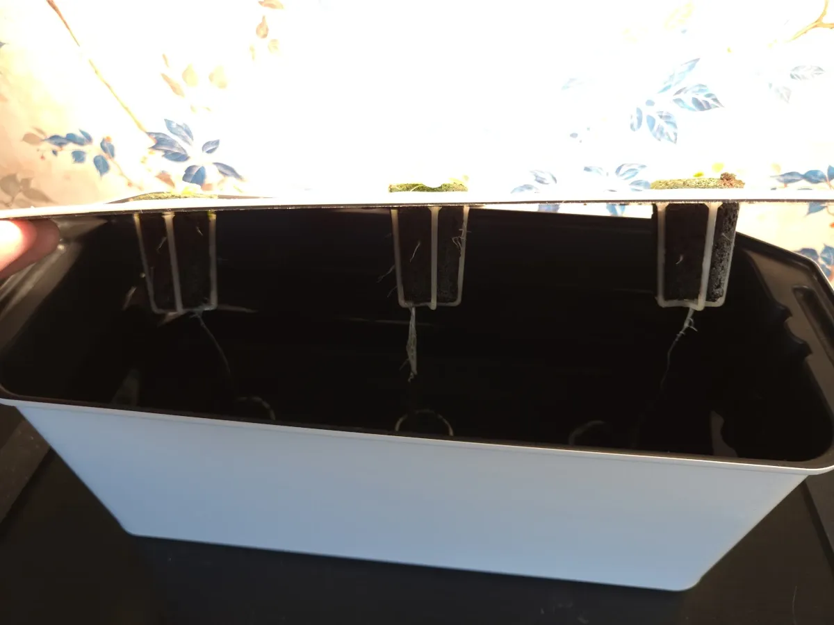 Närbild på rötterna vecka 3