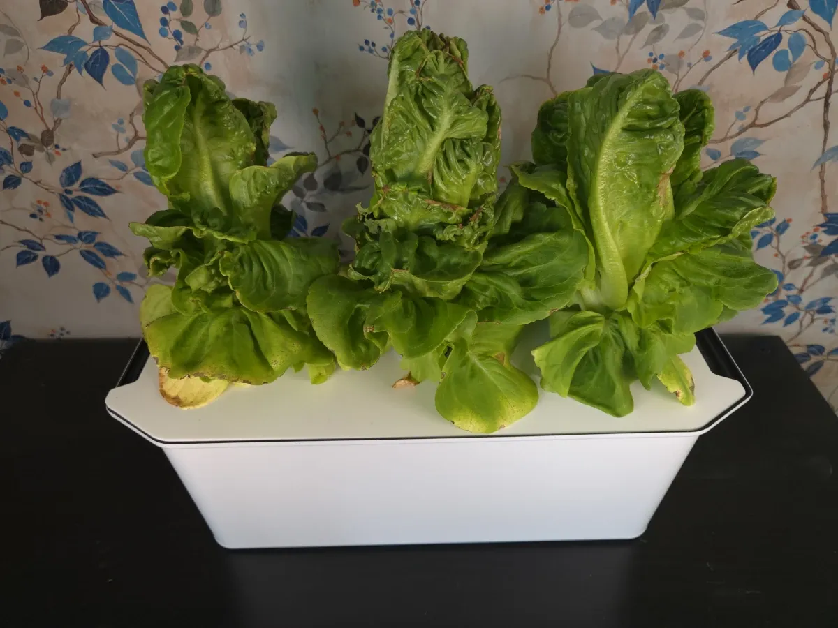 Odlingen vecka 7 - dags att skörda salladen