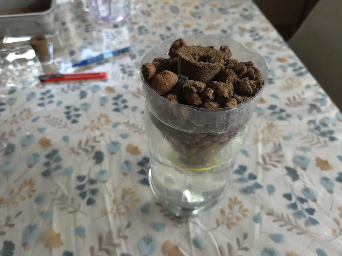 Odlingsplugg och lecakulor i PET-flaskans tratt
